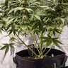 Etiquetes de plantes Eco 5 UTS