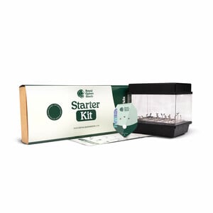 Starter Kit amb híbrides F1