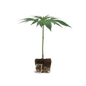 Green Gelato Clone