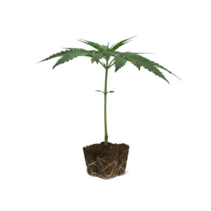 Shining Silver Haze Clone