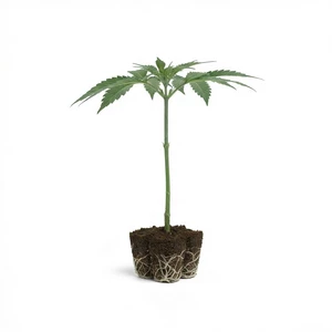 Sticky Queen Clone