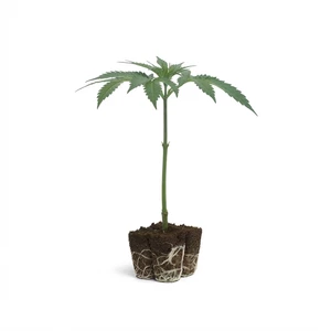 Triple G Clone
