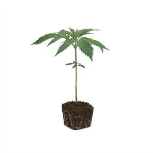 Larry OG Clone