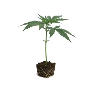 Apple Fritter Clone