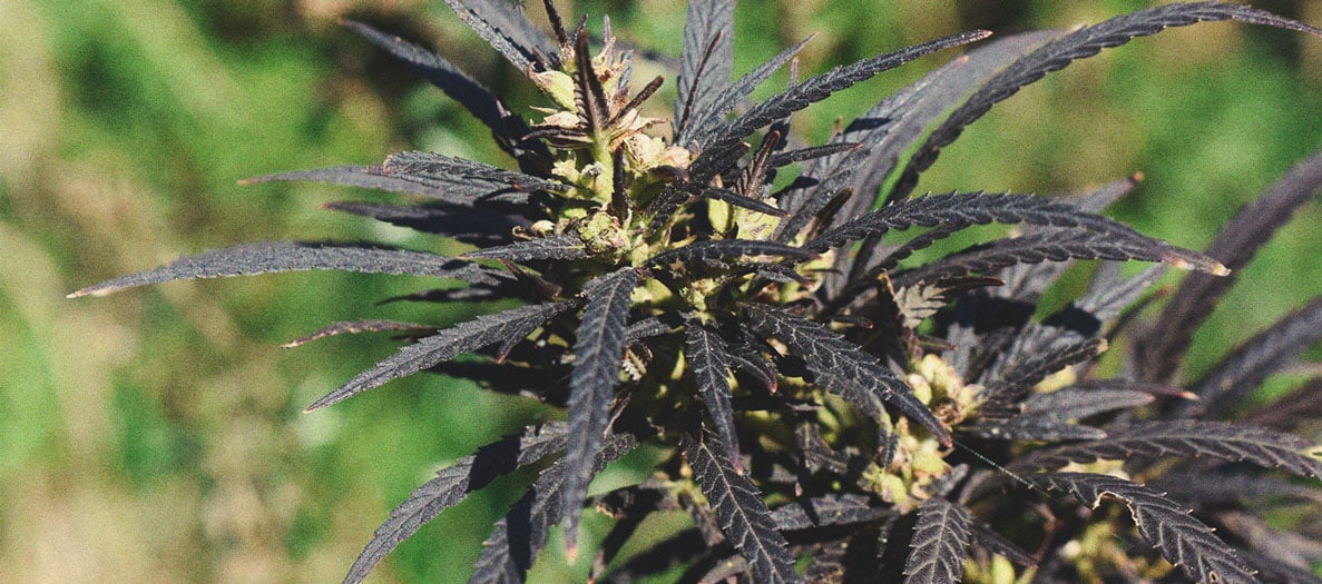 Consejos para cultivar marihuana en climas fríos Consejos para cultivar marihuana en climas fríos