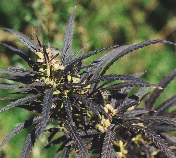 Consejos para cultivar marihuana en climas fríos Consejos para cultivar marihuana en climas fríos