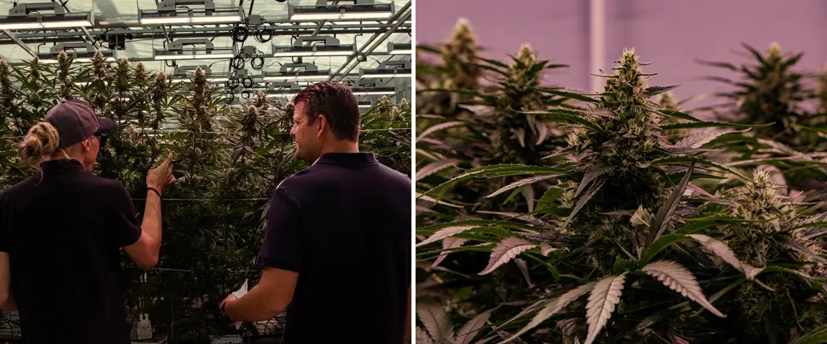 Cannabis plants growing in a professional cultivation facility, showing vigorous structure and dense flowering under controlled conditions.