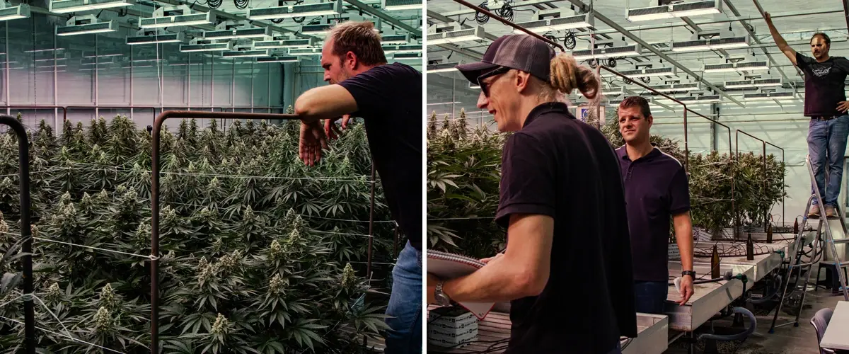 Cannabis plants undergoing evaluation in a professional greenhouse trial, showing strong growth and dense flowering under controlled conditions.