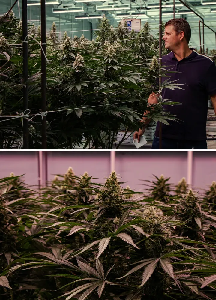 Flowering cannabis plants being evaluated in a professional greenhouse trial, showing vigorous growth and dense bud development.