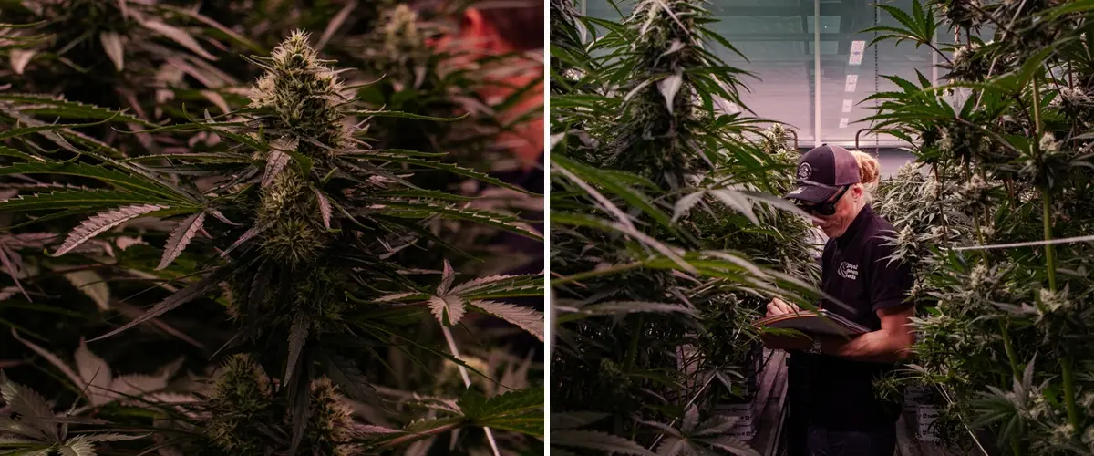 Flowering cannabis plants being assessed in a professional greenhouse trial, highlighting dense bud formation and controlled cultivation conditions.
