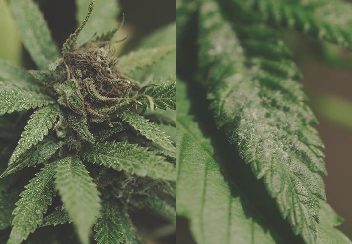 Identifying And Treating Common Cannabis Ailments Rqs Blog