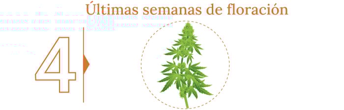 ¿Cuándo cortar tu marihuana?