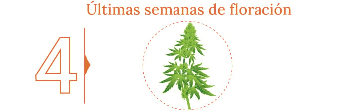 ¿Cuándo cortar tu marihuana?