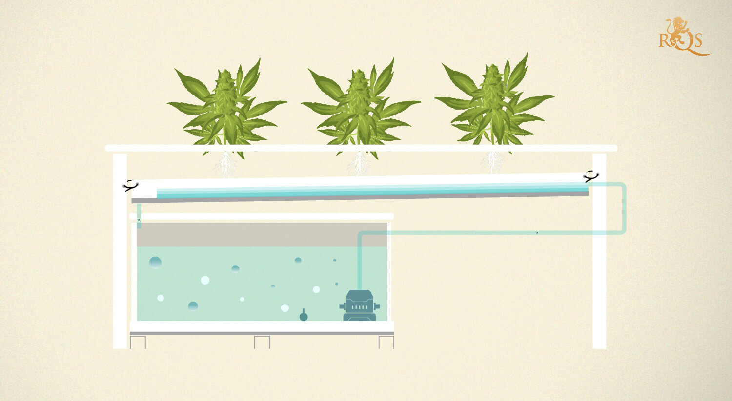 Step 5: Watch your plants grow! Step 5: Watch your plants grow!