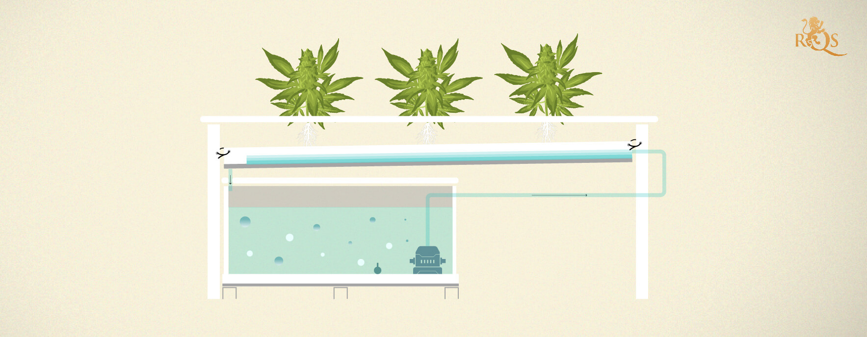 Step 5: Watch your plants grow! Step 5: Watch your plants grow!