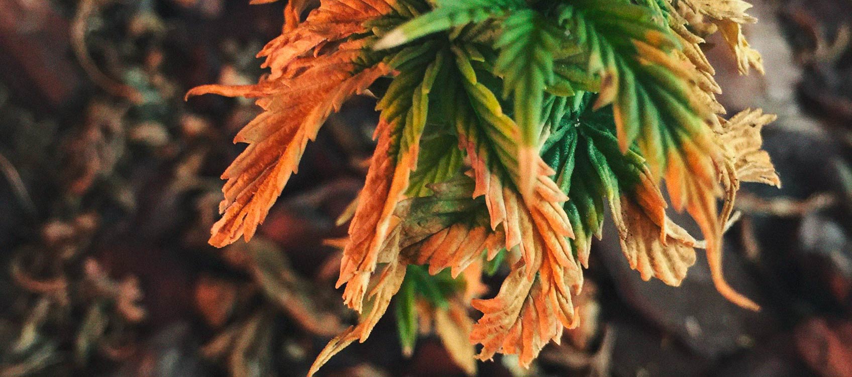 Identificación y tratamiento de las enfermedades más comunes del cannabis