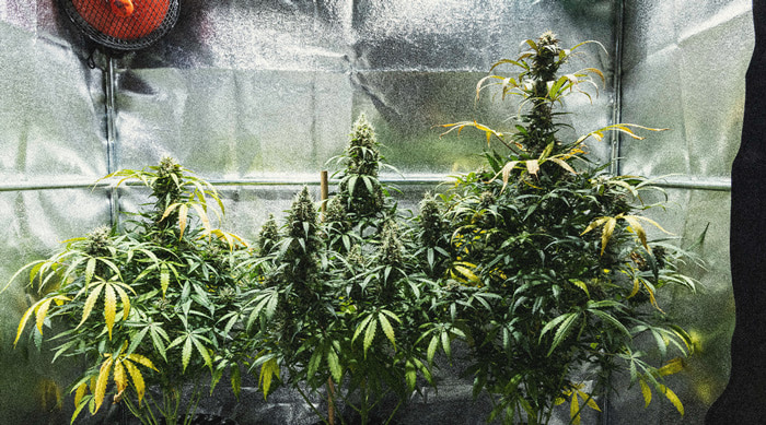 Guia per a conrear marihuana autoflorescent setmana a setmana Guia per a conrear marihuana autoflorescent setmana a setmana