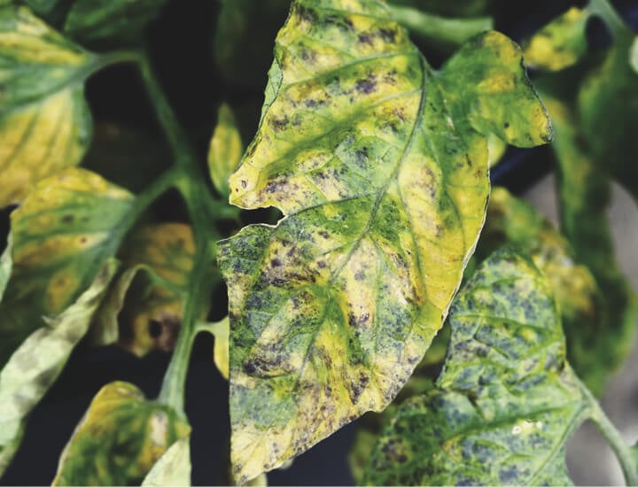 SEPTORIOSIS SEPTORIOSIS