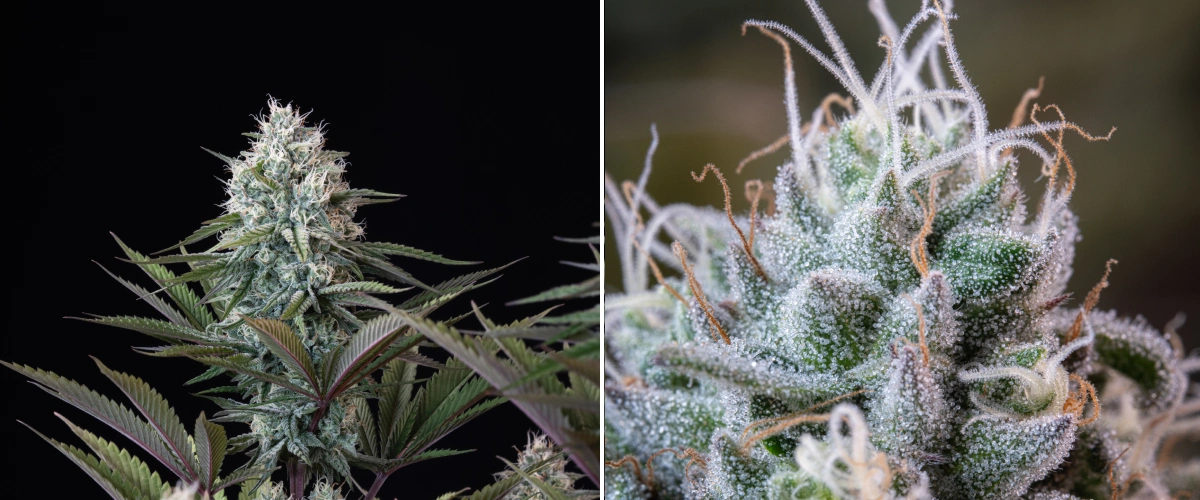 Astro Lemonade F1 Bud Structure: Frosty Trichomes Astro Lemonade F1 cannabis bud with dense resinous flowers, frosty trichomes, white pistils, and purple-green foliage against a dark background.