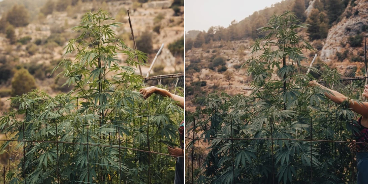 Astro Lemonade F1 Final Height: Tall Outdoor Growth Astro Lemonade F1 cannabis plant showing tall final height, strong branching, green foliage, and vigorous outdoor growth.