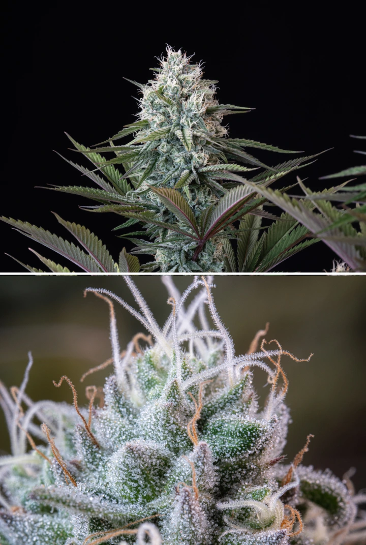 Astro Lemonade F1 Bud Structure: Frosty Trichomes Astro Lemonade F1 cannabis bud with dense resinous flowers, frosty trichomes, white pistils, and purple-green foliage against a dark background.