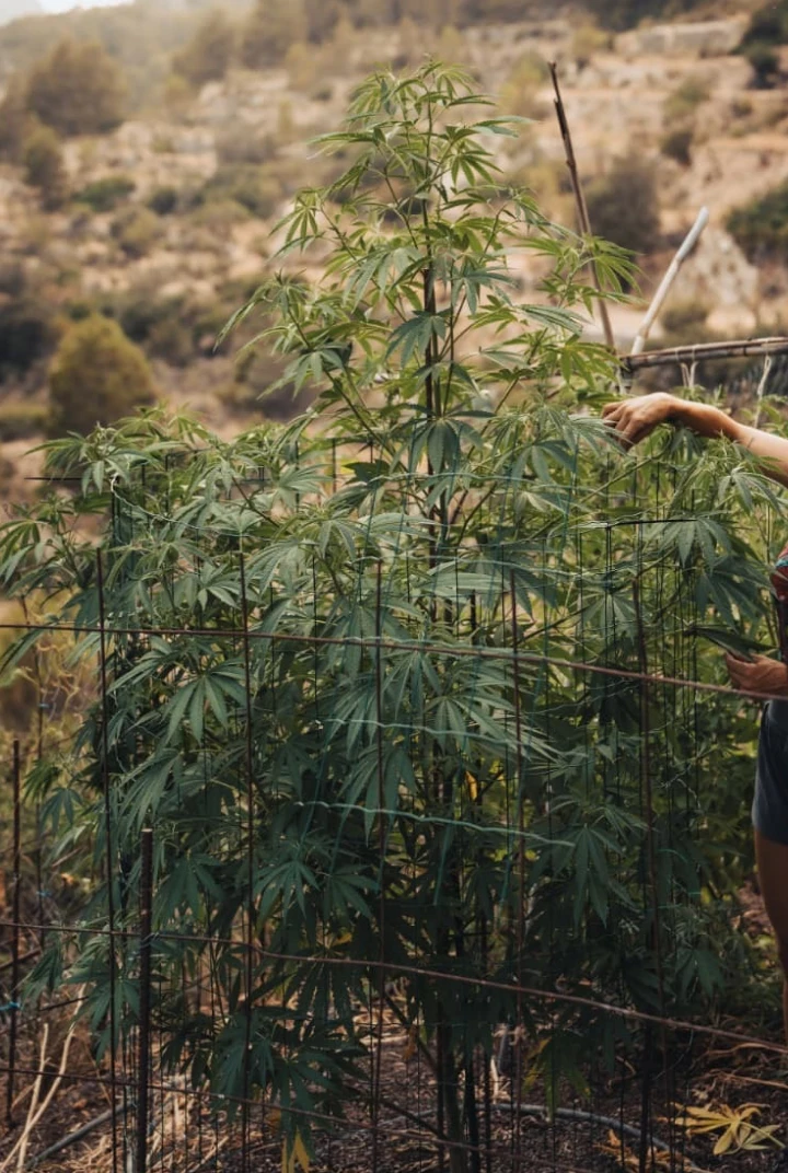 Astro Lemonade F1 Final Height: Tall Outdoor Growth Astro Lemonade F1 cannabis plant showing tall final height, strong branching, green foliage, and vigorous outdoor growth.