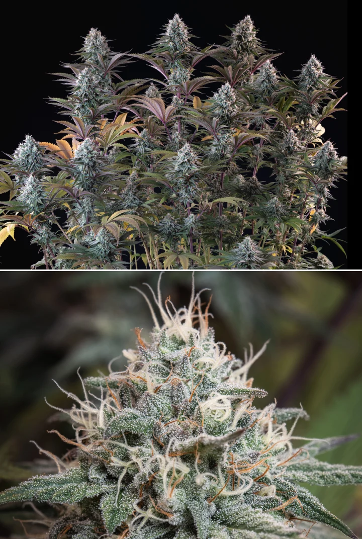 Astro Lemonade F1: Dense Resinous Buds Astro Lemonade F1 cannabis plant with dense frosty buds, white pistils, purple leaves, and heavy resin production against a dark background.