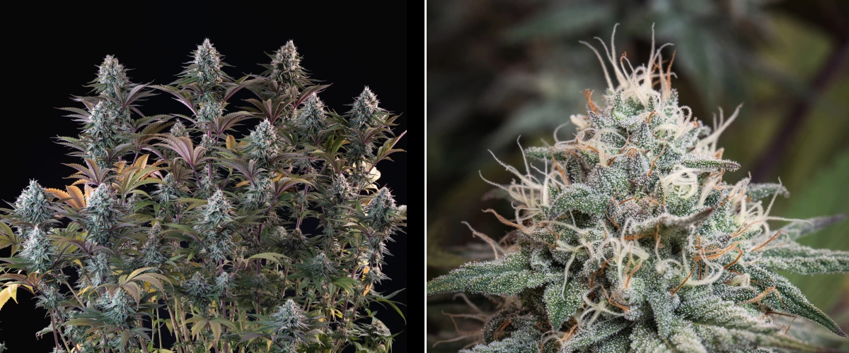 Astro Lemonade F1: Dense Resinous Buds Astro Lemonade F1 cannabis plant with dense frosty buds, white pistils, purple leaves, and heavy resin production against a dark background.