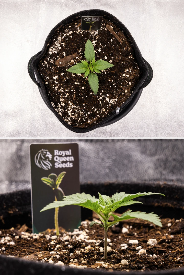 Plàntula de cànnabis Atlas F1 creixent en un test de tela durant la setmana 1 del grow report, mostrant el desenvolupament inicial de les fulles, substrat sa, perlita i una etiqueta de Royal Queen Seeds.