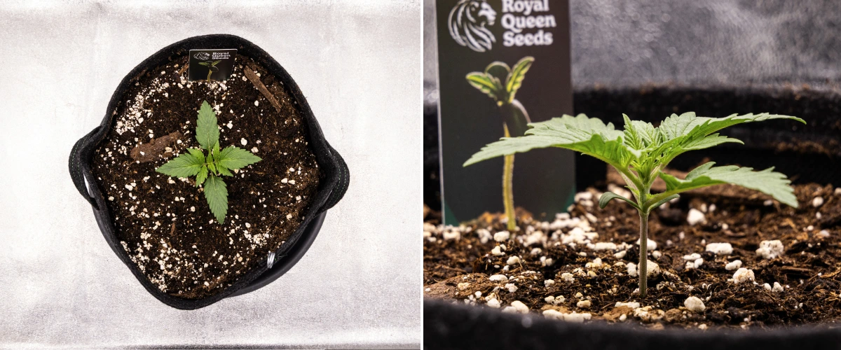 Plàntula de cànnabis Atlas F1 creixent en un test de tela durant la setmana 1 del grow report, mostrant el desenvolupament inicial de les fulles, substrat sa, perlita i una etiqueta de Royal Queen Seeds.