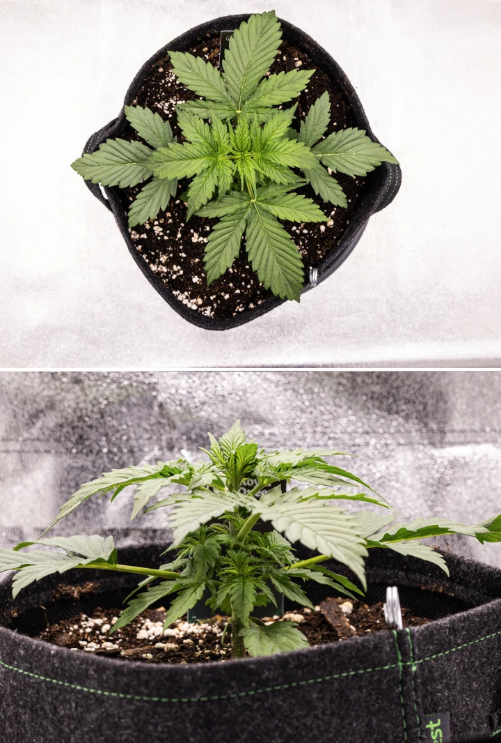 Planta de cànnabis Atlas F1 creixent en un test de tela durant la setmana 2 del grow report, mostrant un creixement vegetatiu saludable, fulles verdes amples, substrat amb perlita i una estructura compacta.