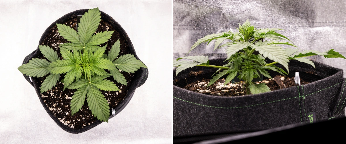 Planta de cànnabis Atlas F1 creixent en un test de tela durant la setmana 2 del grow report, mostrant un creixement vegetatiu saludable, fulles verdes amples, substrat amb perlita i una estructura compacta.
