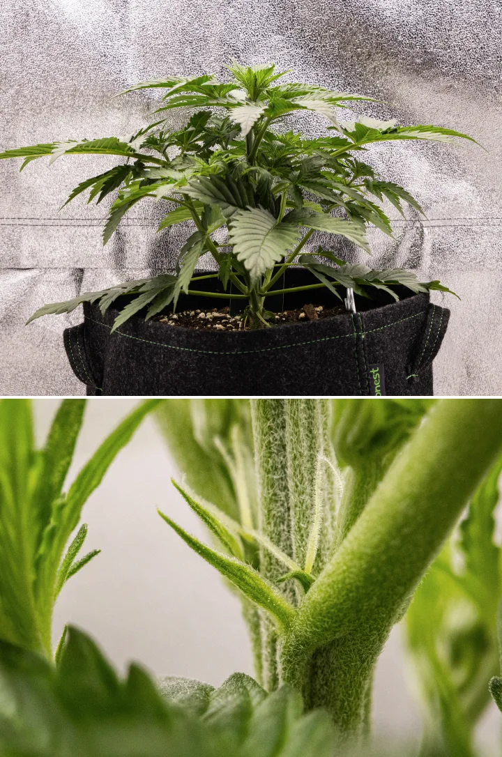 Planta de cànnabis Atlas F1 creixent en un test de tela durant la setmana 3 del grow report, mostrant un creixement compacte, primers signes de floració, pistils blancs i fullatge verd saludable.