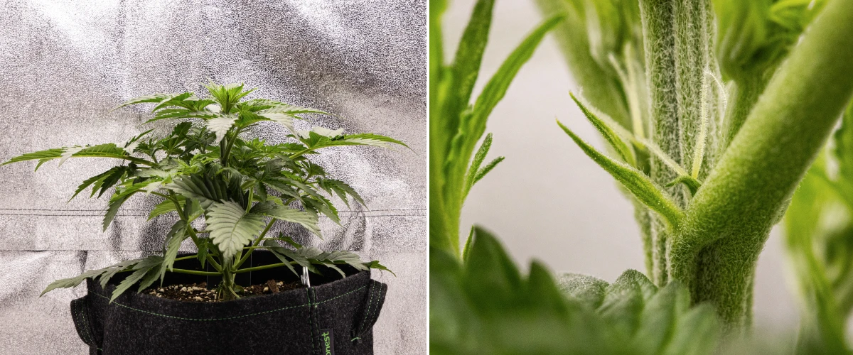 Planta de cànnabis Atlas F1 creixent en un test de tela durant la setmana 3 del grow report, mostrant un creixement compacte, primers signes de floració, pistils blancs i fullatge verd saludable.