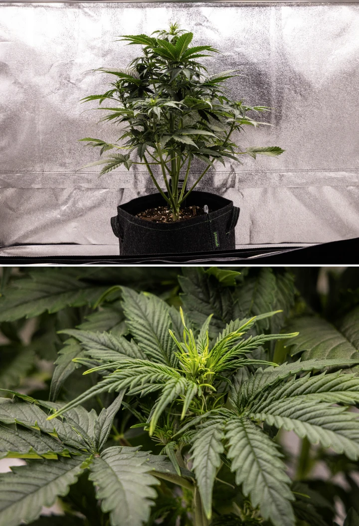 Planta de cànnabis Atlas F1 creixent en un test de tela durant la setmana 4 del grow report, mostrant un fort creixement vertical, formació primerenca de cabdells, fulles verdes sanes i llocs de floració visibles.