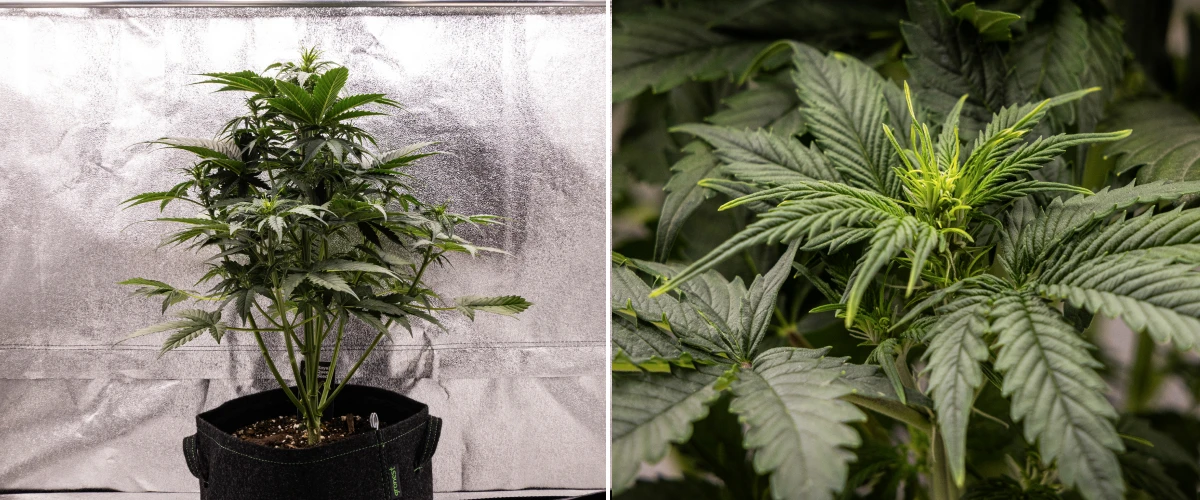 Planta de cànnabis Atlas F1 creixent en un test de tela durant la setmana 4 del grow report, mostrant un fort creixement vertical, formació primerenca de cabdells, fulles verdes sanes i llocs de floració visibles.