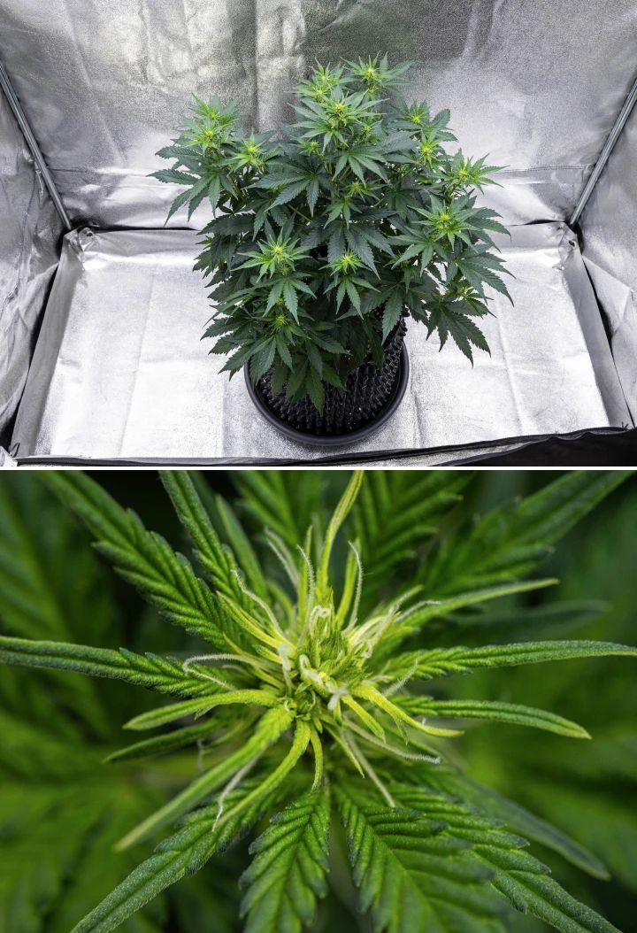 Planta de cànnabis Atlas F1 creixent en un test de tela durant la setmana 5 del grow report, mostrant múltiples llocs de floració, cabdells en desenvolupament, pistils blancs i fullatge verd saludable.