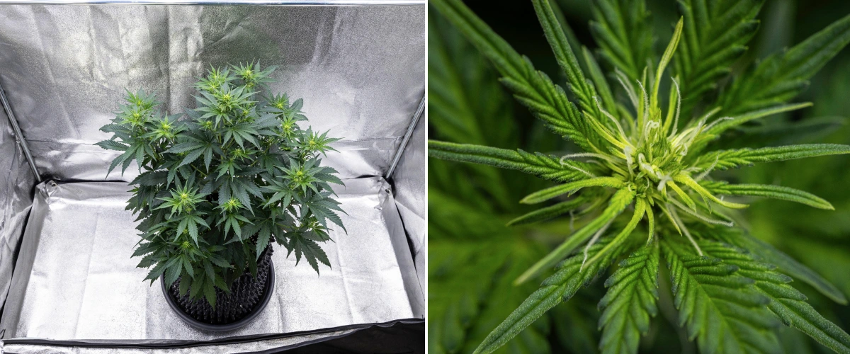 Planta de cànnabis Atlas F1 creixent en un test de tela durant la setmana 5 del grow report, mostrant múltiples llocs de floració, cabdells en desenvolupament, pistils blancs i fullatge verd saludable.