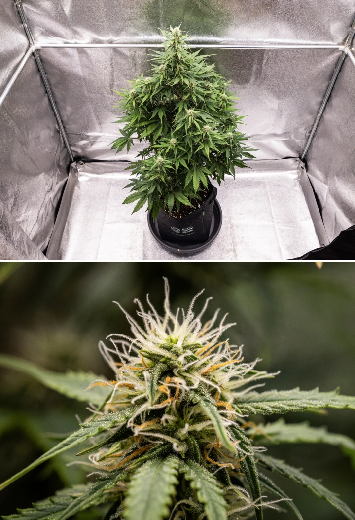 Planta de cànnabis Atlas F1 creixent en un test de tela durant la setmana 6 del grow report, mostrant un desenvolupament dens dels cabdells, pistils blancs i taronges, tricomes resinosos i una floració saludable.