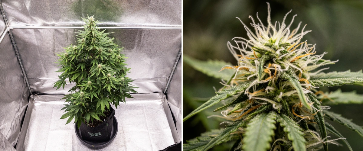 Planta de cànnabis Atlas F1 creixent en un test de tela durant la setmana 6 del grow report, mostrant un desenvolupament dens dels cabdells, pistils blancs i taronges, tricomes resinosos i una floració saludable.