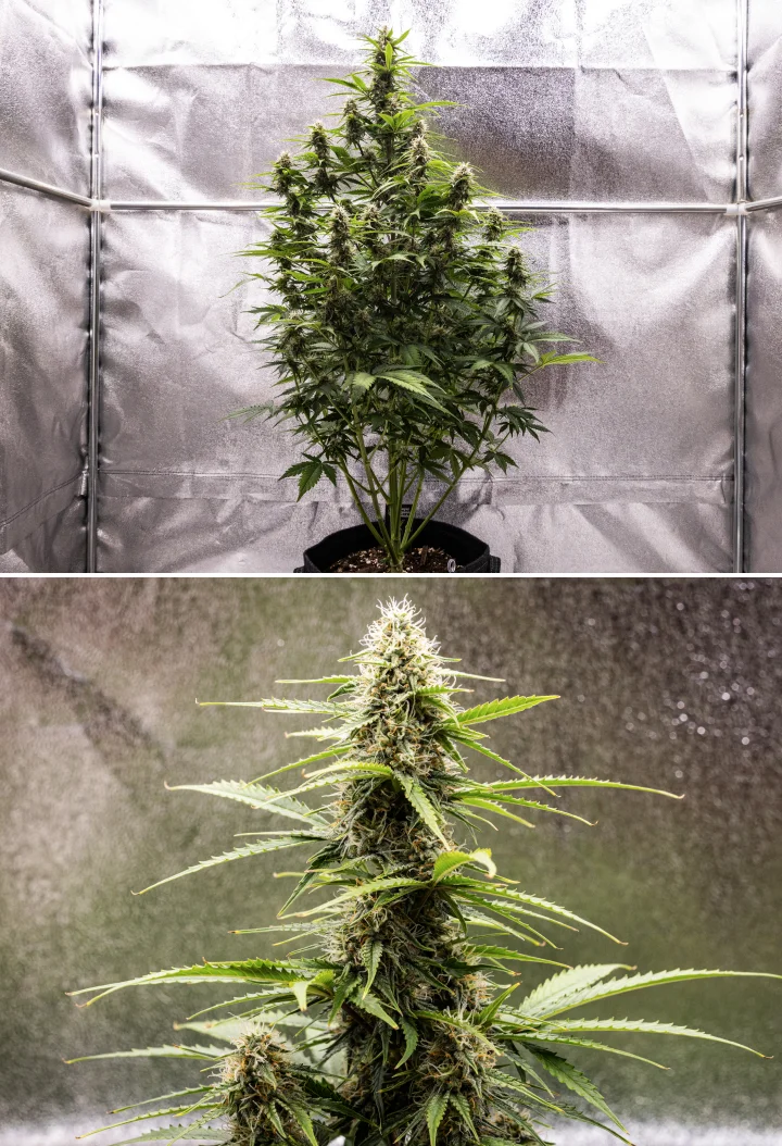 Planta de cànnabis Atlas F1 creixent en un test de tela durant la setmana 7 del grow report, mostrant desenvolupament de cabdells madurs, flors resinoses, pistils taronges i una cola central alta.