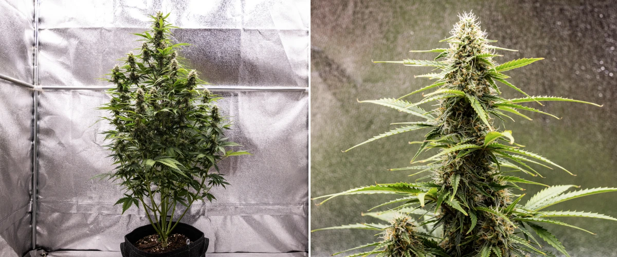 Planta de cànnabis Atlas F1 creixent en un test de tela durant la setmana 7 del grow report, mostrant desenvolupament de cabdells madurs, flors resinoses, pistils taronges i una cola central alta.