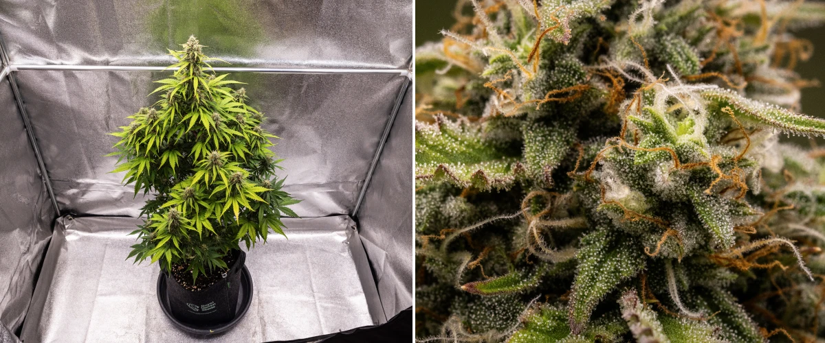 Planta de cànnabis Atlas F1 creixent en un test de tela durant la setmana 8 del grow report, mostrant cabdells madurs i gebrats, cobertura densa de tricomes, pistils taronges i floració a punt per collir.
