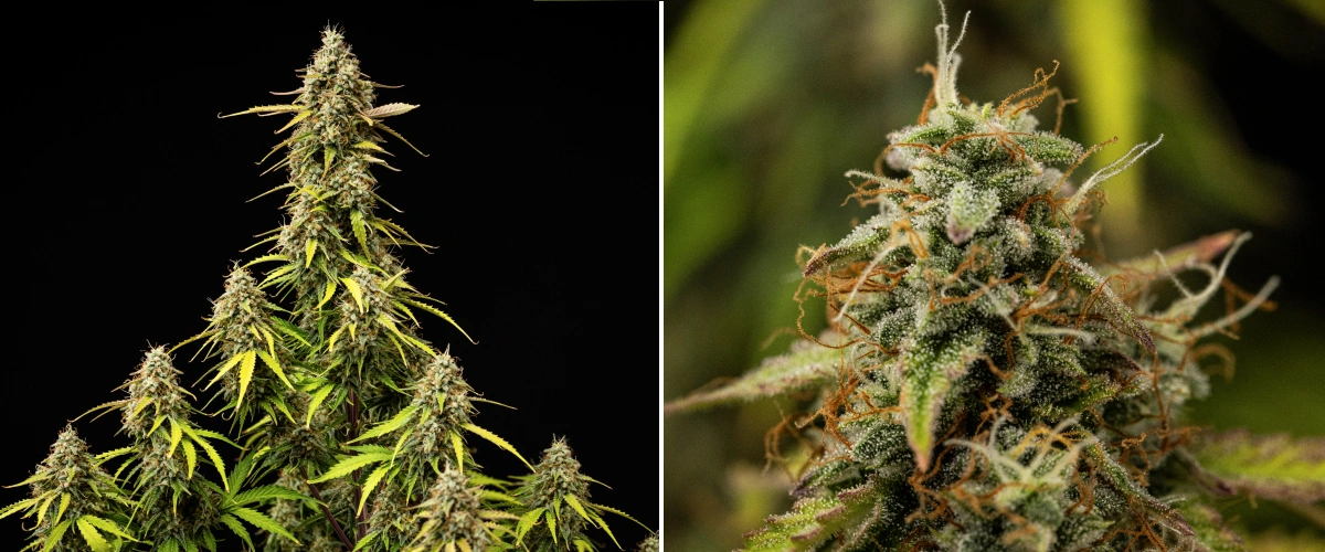 Planta de cànnabis Atlas F1 durant la setmana 9 del grow report, mostrant cabdells completament madurs, cobertura densa de tricomes, pistils taronges, fulles que perden color i floració madura.