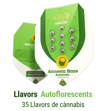 llavors-autoflorescents-cannabis