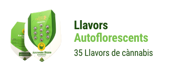 llavors-autoflorescents-cannabis