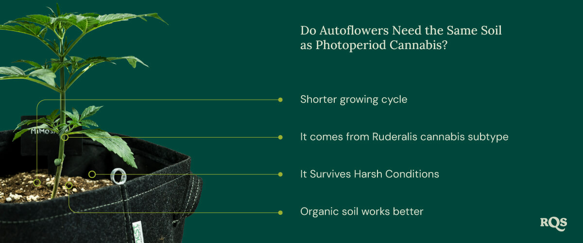 Auto vs photoperiod soil Auto vs photoperiod soil