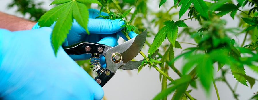 Cannabis autofiorente