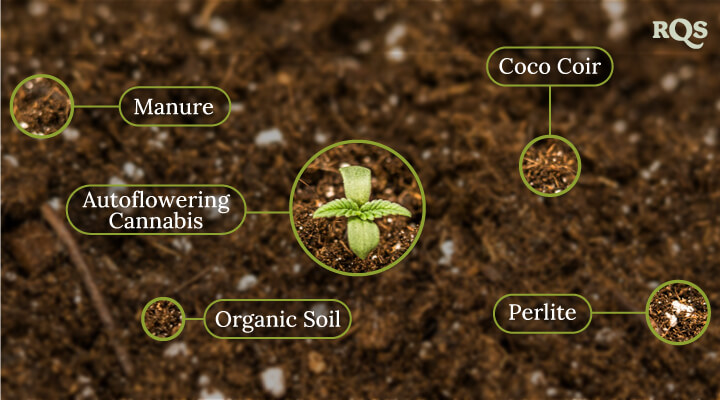 Autoflowering cannabis soil Autoflowering cannabis soil