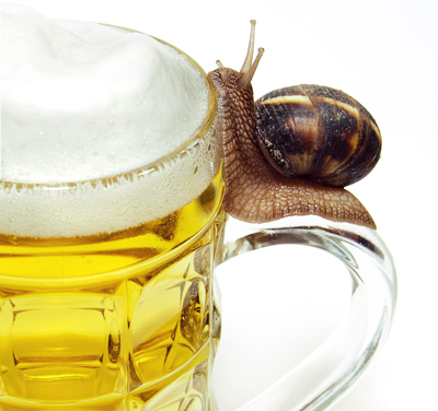 cannabis beer snail eating trap